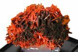 Bright Orange Crocoite Crystal Cluster - Tasmania #148517-3